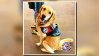 Service dogs train for travel at Albert J. Ellis Airport
