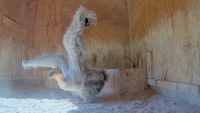 Oregon Zoo's Condor Chicks Practice Flying