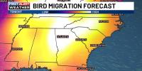 Tracking the Skies: How Weather Radar Follows Bird Migration Across The CSRA