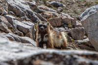 Rare wolverine documented in Idaho’s central mountains