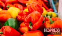 Morocco’s sweet pepper exports to Britain rise 60%