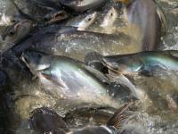 Texas aquaculture not slowed by summer drought
