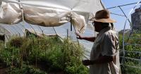'Even if it's just one plant': Amid national produce recalls, local gardeners encourage growing own food