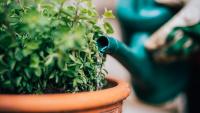 Homeowners banned from common gardening practice and threatened with $500 fines in US city