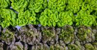 How plant science is taking root in East St. Louis