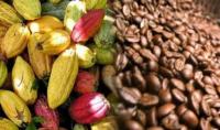 Togo’s Farm Export Earnings Surge on Cocoa Before 2026 Pullback