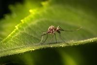 How To Spot Dengue Fever Symptoms Early