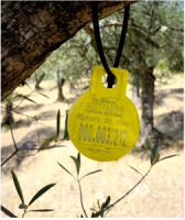 Oliveda International, Inc. (OLVI) Subsidiary Olive Tree People Inc. Introduces ARISTAEOS – the World’s First Combination of Colostrum and Hydroxytyrosol – from Its Andalusian Olive Trees