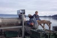 Oyster apprenticeships aim to grow Alaska’s mariculture workforce