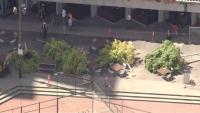 Crews start to remove trees from San Francisco waterfront park