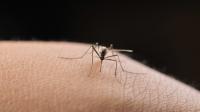 What is dengue fever? Mosquito-borne illness in Kentucky