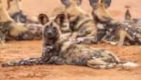 Three wild dog brothers travel record 2,500 miles across Africa to find mates