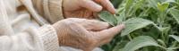 Gardening and Alzheimer’s Disease: Cultivating Connection and Purpose