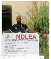 NDLEA Destroys Five Cannabis Farms, Arrests Three In Edo