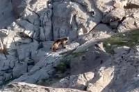 WATCH: Rare wolverine found in Idaho mountains