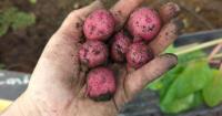 Red Deer gardeners sharing harvest with food bank