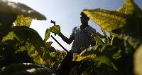 The Migrant Farmworkers Risking Their Lives for Illegal Wages
