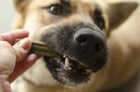 German Shepherd Happily Feasts on the Delicious Air Coming Off Mom’s Chicken
