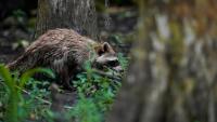 Prince George’s County health officials warn of possible rabies exposure