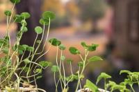 Broccoli Sprouts Sold in Montana Recalled for Possible Salmonella