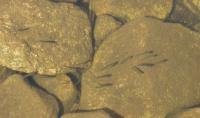 Hormone Pollution Turned Male Fish Into Fiercer Rivals and Poorer Parents