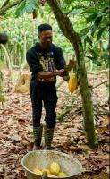 OP: When cocoa prices fall