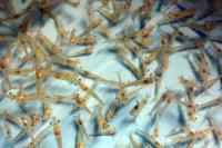 Hawaii farm racing to save 120,000 pounds of shrimp after Hurricane Lowell cuts power