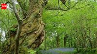 Britain planted woodland on former farmland; 25 years later, scientists found its soil and plants were still different from ancient woodland