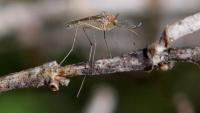 11 West Nile Virus cases confirmed in Michigan