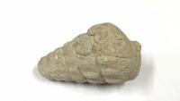 66-million-year-old fossil unearthed in Ankara