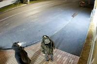 World AFP New Zealand agencies missed red flags in child kidnapping case: inquiry