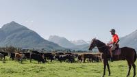 Farming a growing part of Ngāi Tahu’s business