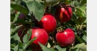 Joli apples from New Zealand make export debut in Vietnam