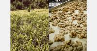 Peruvian ginger enters peak quality window as excess supply weighs on market