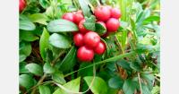 Cranberry harvest in Latvia delayed by wet conditions