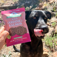 SBDC: Frozen Treats And Cool Nutrition For Dogs Now Available In Los Alamos
