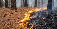 New Mexico's catastrophic wildfires require bipartisan solutions