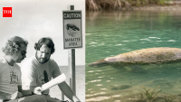 Jimmy Buffett helped turn Florida's manatee into a conservation symbol; the singer became involved with the campaign decades before the species' recovery