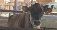 California dairy farmers brace for impact as Canada imposes retaliatory tariffs