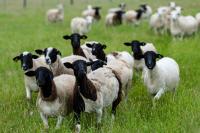 Texas A&M AgriLife aims to breed parasite-resistant sheep