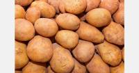 Russia forecasts 8 million-ton potato harvest amid storage and seed supply challenges
