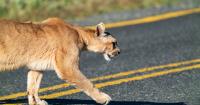 Drought and wildfires cause wildlife to appear in Utah's residential areas