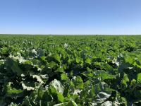 Sugar Industry Wants Administration To Look Into Dumping
