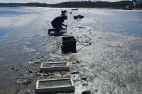 Massachusetts clam diggers and scientists hunt cause of soft-shell collapse on North Shore