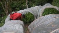 Farmers in Bhojpur's Temkemaiyung Rural Municipality Attracted to Commercial Orange Farming