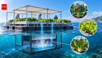 Scientists built a floating farm that grew broccoli, lettuce and pak choi using seawater; all three had over 80% germination