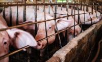 Missouri hog farmer says mandatory pork fees fuel push to keep pigs in 'tiny cages'