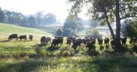 Ag commissioner: Cattle farmers facing ‘perfect storm of issues’
