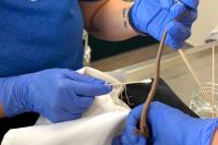 California wildlife rescuers free rattlesnake, lizard after glue traps leave both immobilized