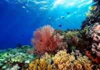 Study Links Mississippi Fertilizer Runoff to Gulf Coral Decline